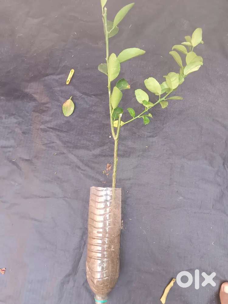 Lemon tree, 500 small and big 1000