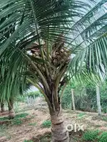 Agriculture