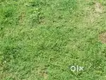 Property sell in very cheap price at kalyani.