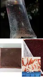 Nutritious food for fishes