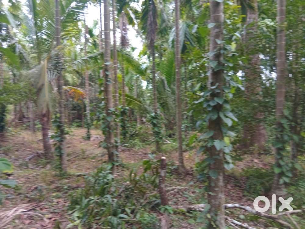 Agriculture land for sale koppa