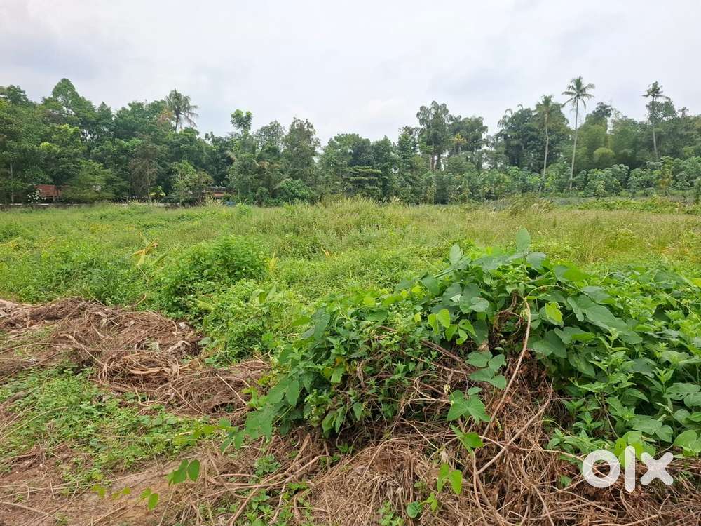 60 cent land for sale near Athani, Mallussery