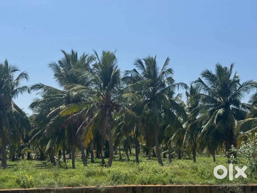 தேங்காய் தோட்டம் குத்தகைக்கு