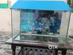 Fish aquarium