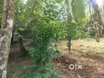 33 cent of Residential plot in Parappuram, Kanjoor
