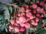 Litchi available only wholesalers