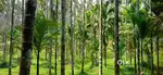 200 കവുങ്ങ്  20 തെങ്ങു