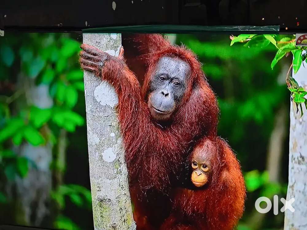 Panasonic 43inch android tv