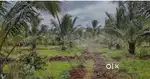 Agricultural land Coconut farm