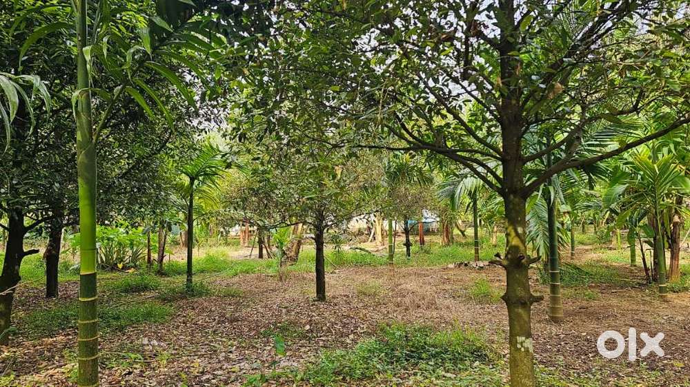 KARUKUTTY NEAR ADLUX APOLLO HOSPITAL 25 CENT  HOUSE PLOT FOR SALE