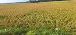 Agricultural land for sale at Manavalakurichy Yela KK Dist.
