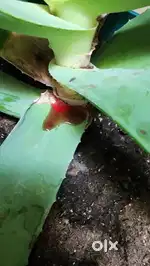 Red Aloe vera