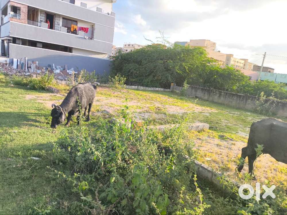 Ready for house construction frontage 30 feets road beside all good