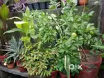 Plants for sell