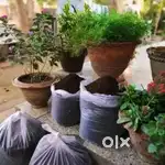 Vermicompost