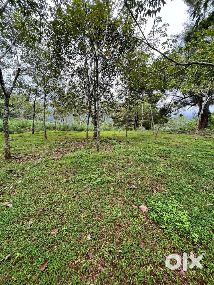 Land for sale wayanad