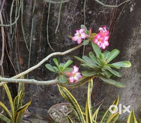 3feet desert rose outdoor