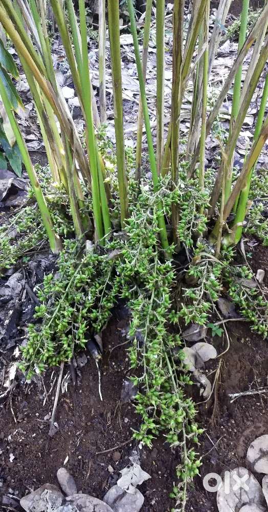 ഏലത്തോട്ടം പാട്ടത്തിന്