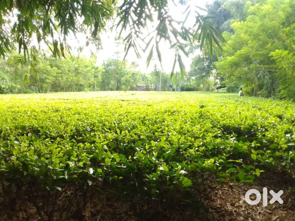 1.5BHIGA LAND,TEA GARDEN IN MAHAKALI TEA ESTATE