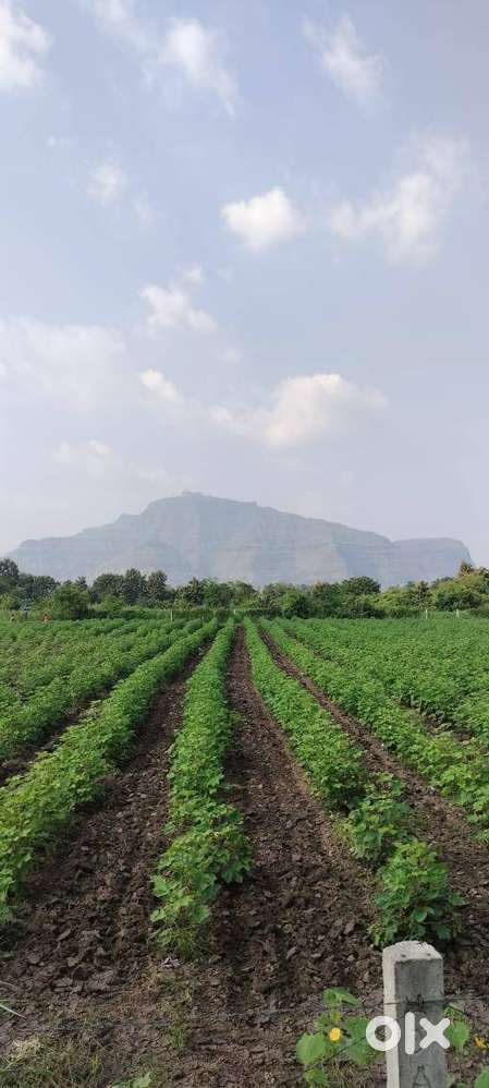 LAND 7.50 BIHG NIEAR PAVAGAD @ 16 LACS PER BIGA