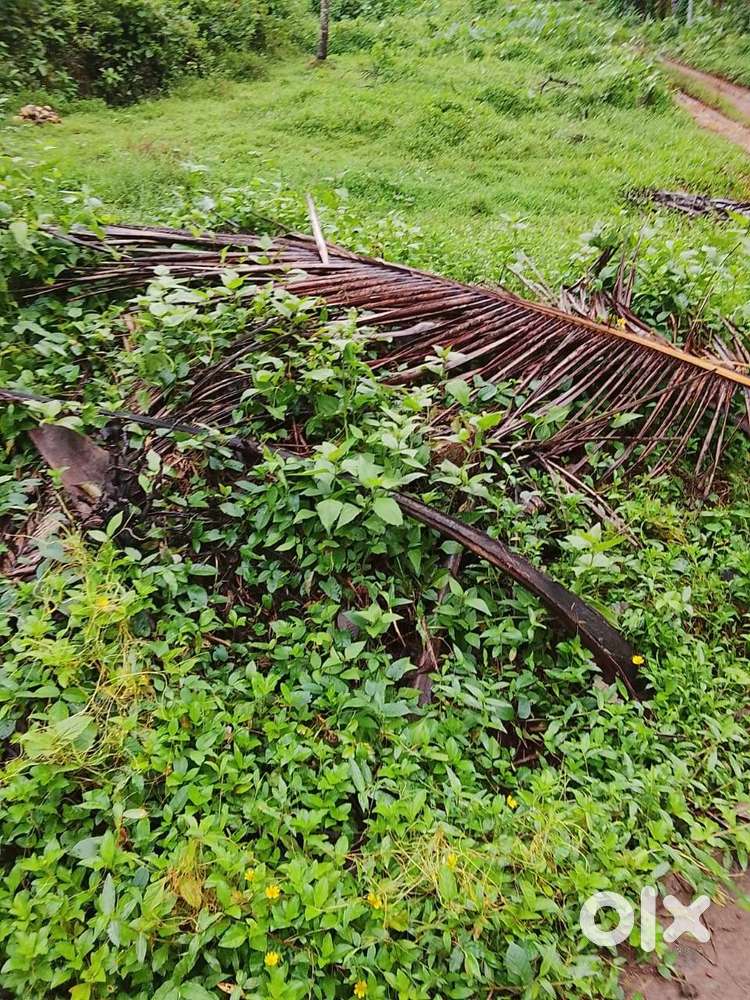 40 CENT LAND FOR SALE NEAR MIMS HOSPITAL CALICUT