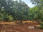 Farm Land|Plots|House for sale in Melur in Madurai