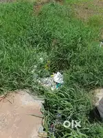 Land for sales