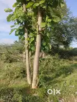 Thiruvalagadu sugar Mills near Thiruvallur to Arakonam Highway Road
