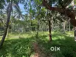 3 side roads,coconut trees