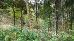 Plot for sale in Nedumkandam idukki