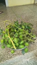 Looking for a good estate caretaker in remote area with Accommodation