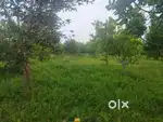 100 Sq yds for only 450000 with mango and take wood plants.