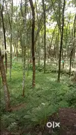 90 cent plot .NEAR M.C Road,with 1400sqft house..@LoW PriCe..