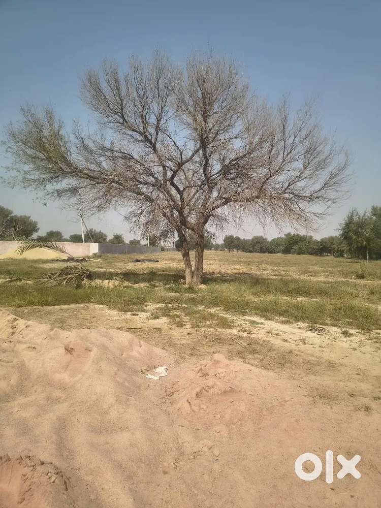 Cook is required for farm house near Kanasar bikaner