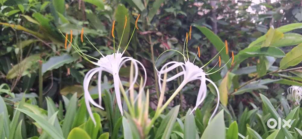 Lady receptionist  for a clinic in Angamaly