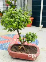 Rare 10-Year-Old Z Plant Bonsai – Perfect for Home & Office