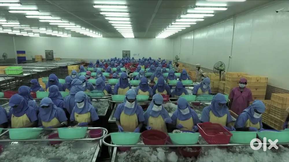 Prawn factory vacancy urgently need in Bhubaneswar, khordha, baleswar