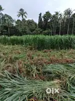 . For an agricultural farm kodaly  working Time 4pm to 7pm