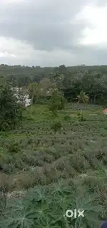 2 LANDS  FOR SALE/EXCHANGE.  2  സ്ഥലങ്ങൾ ഉടൻ വില്പനക്കോ മാറ്റത്തിനോ