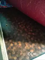 queen size bed with storage