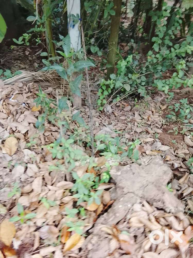 9 CENT LAND FOR SALE KOTTULI CALICUT