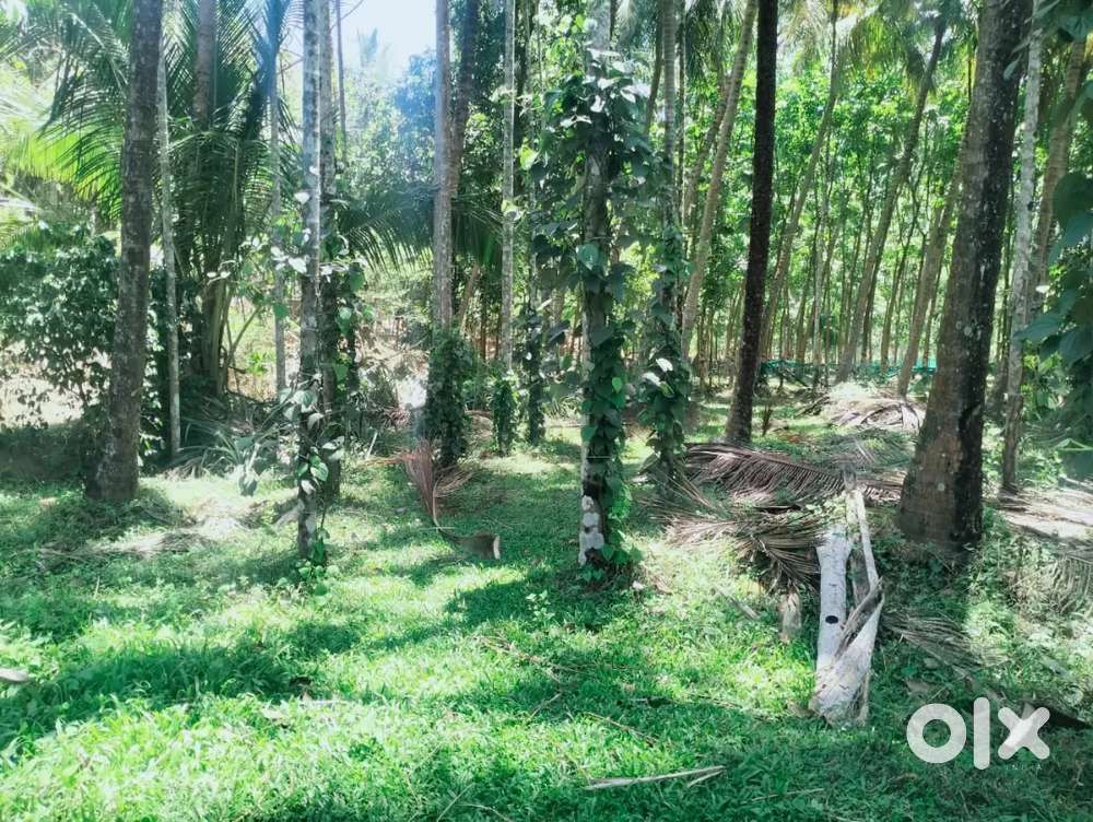 Nemmara, 3acer, 85 coconut tree, rubber 224,teak wood, kavungu, etc.