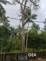 അഞ്ഞിലി തടി, വണ്ണം ഉള്ളത്