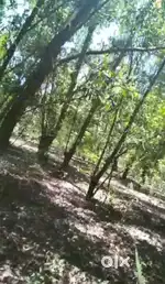 Farm land with well grownup 10 year old work wood trees