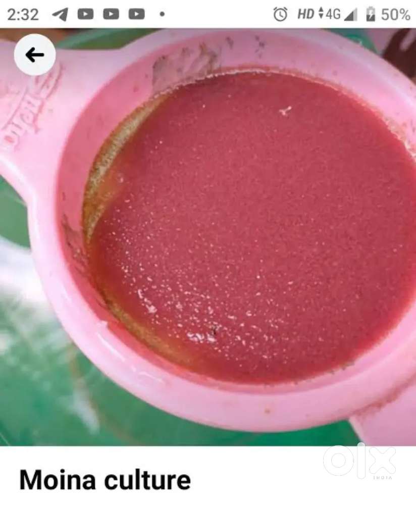 Good quality moina culture available