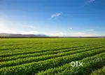 Plot for sale in the Large Sandalwood Farming community at Bangalore