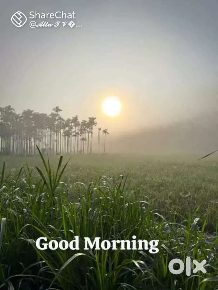 ചെട്ടികുളങ്ങര അമ്പലത്തിനു അടുത്ത് 15 സെന്റ് പ്ലോട്ട് വില്പനക്