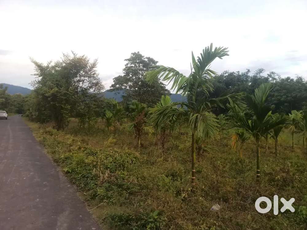 Land for sale: 1 & 2 bigha at Vihokhu