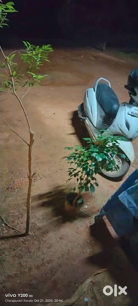 Gonda activa