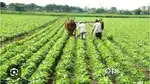 Agriculture land sell
